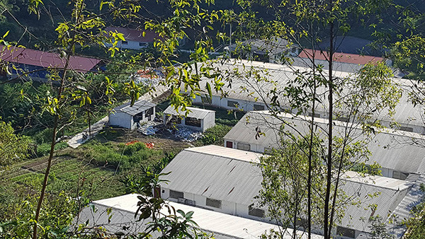 Trang trại lợn của ông Lùng có khoảng hơn 800 con lợn nái sinh sản. Mỗi tháng xuất chuồng khoảng 2.000 con lợn giống, chủ yếu xuất sang thị trường Hà Lan. Ảnh: Dân Việt.