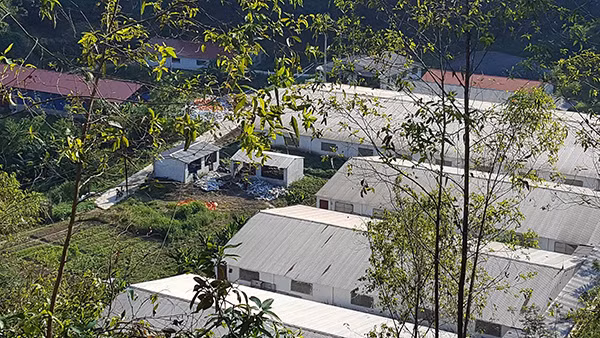 Trang trại lợn của ông Lùng có khoảng hơn 800 con lợn nái sinh sản. Mỗi tháng xuất chuồng khoảng 2.000 con lợn giống, chủ yếu xuất sang thị trường Hà Lan. Ảnh: Dân Việt.