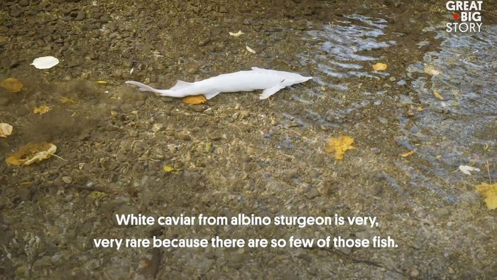 Và phải mất từ 14-16 năm mới có thể thu hoạch được trứng cá tầm bạch tạng.