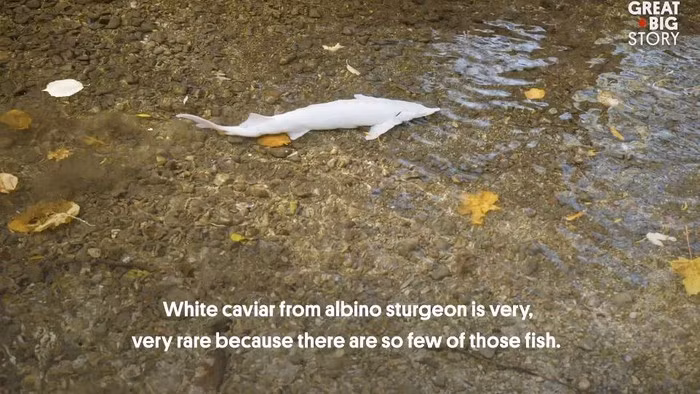 Và phải mất từ 14-16 năm mới có thể thu hoạch được trứng cá tầm bạch tạng.