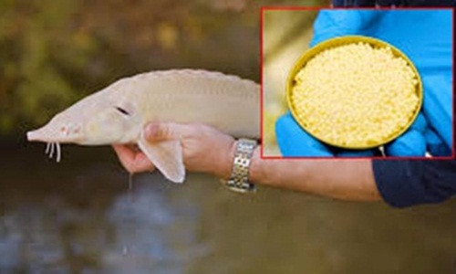 Hộp trứng cá tuy đắt hơn cả một chiếc xe Porsche 911 hạng sang nhưng vẫn không có hàng để bán. Nguồn ảnh: Maxim, Great).