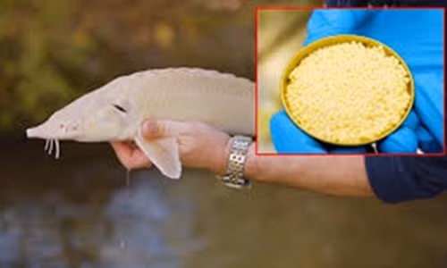 Hộp trứng cá tuy đắt hơn cả một chiếc xe Porsche 911 hạng sang nhưng vẫn không có hàng để bán. Nguồn ảnh: Maxim, Great).