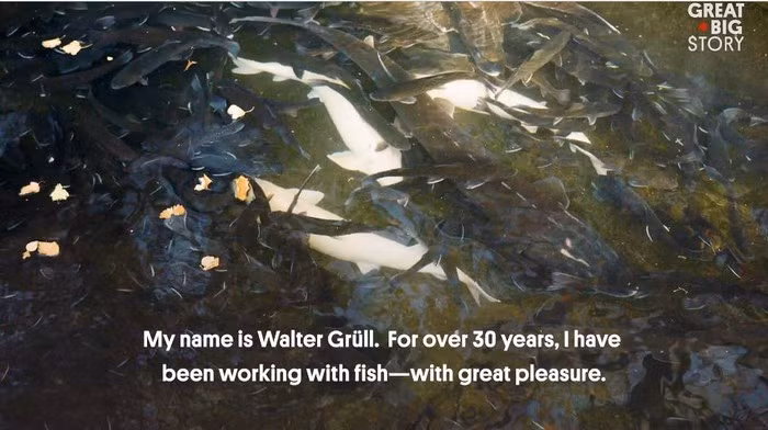 Điều kiện nuôi cá tầm bạch tạng đòi hỏi rất nghiêm ngặt và nhiều kỹ thuật.