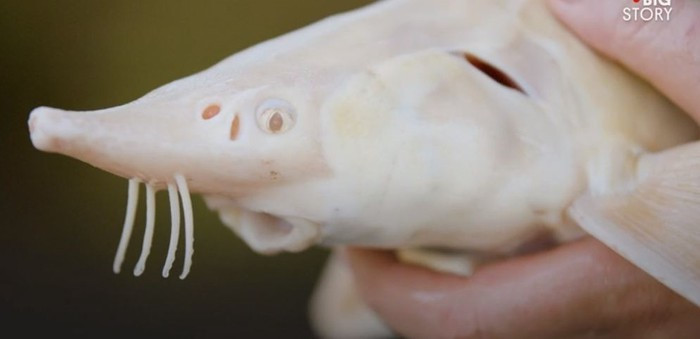 Sở dĩ nó có giá vô cùng đắt đỏ là bởi loại trứng này lấy từ cá tầm bạch tạng vô cùng hiếm.