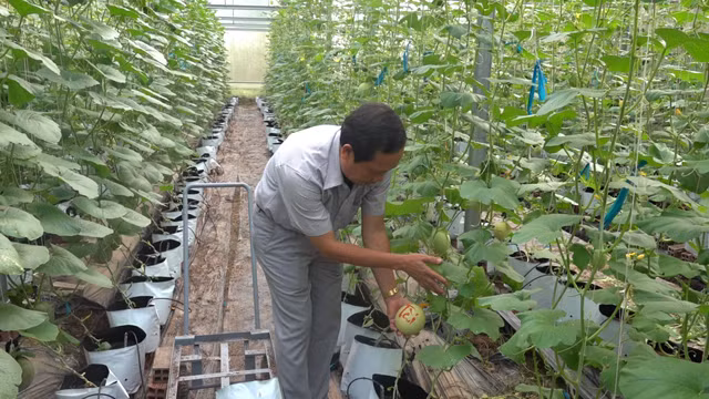 Trong khi đó, dưa lưới khắc chữ thư pháp ở Đồng Tháp đắt hàng ngay khi còn ở trên giàn. Ảnh: Baodongthap.