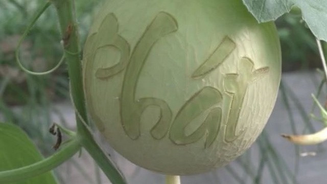 Mỗi cặp dưa lưới này có giá từ 700.000 - 1 triệu đồng. Ảnh: Baodongthap.