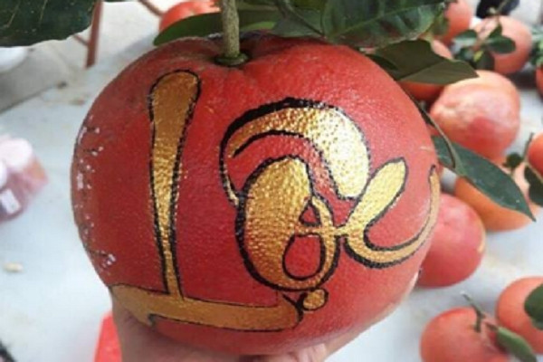 Với ý nghĩa tài lộc, may mắn, bưởi đỏ thư pháp thường được khách hàng đặt sớm tại vườn. Ảnh: Motthegioi.