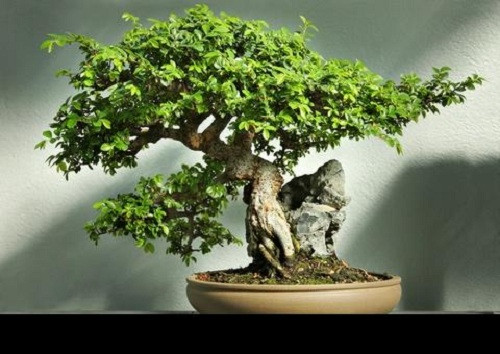 Điều khiến chậu bonsai Elm Trung Quốc nổi bật là vẻ đẹp tự nhiên đầy mê hoặc. Cây có thể phân nhánh tự nhiên với những chiếc lá hình bầu dục tinh tế.
