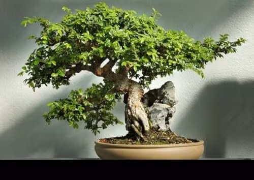 Điều khiến chậu bonsai Elm Trung Quốc nổi bật là vẻ đẹp tự nhiên đầy mê hoặc. Cây có thể phân nhánh tự nhiên với những chiếc lá hình bầu dục tinh tế.