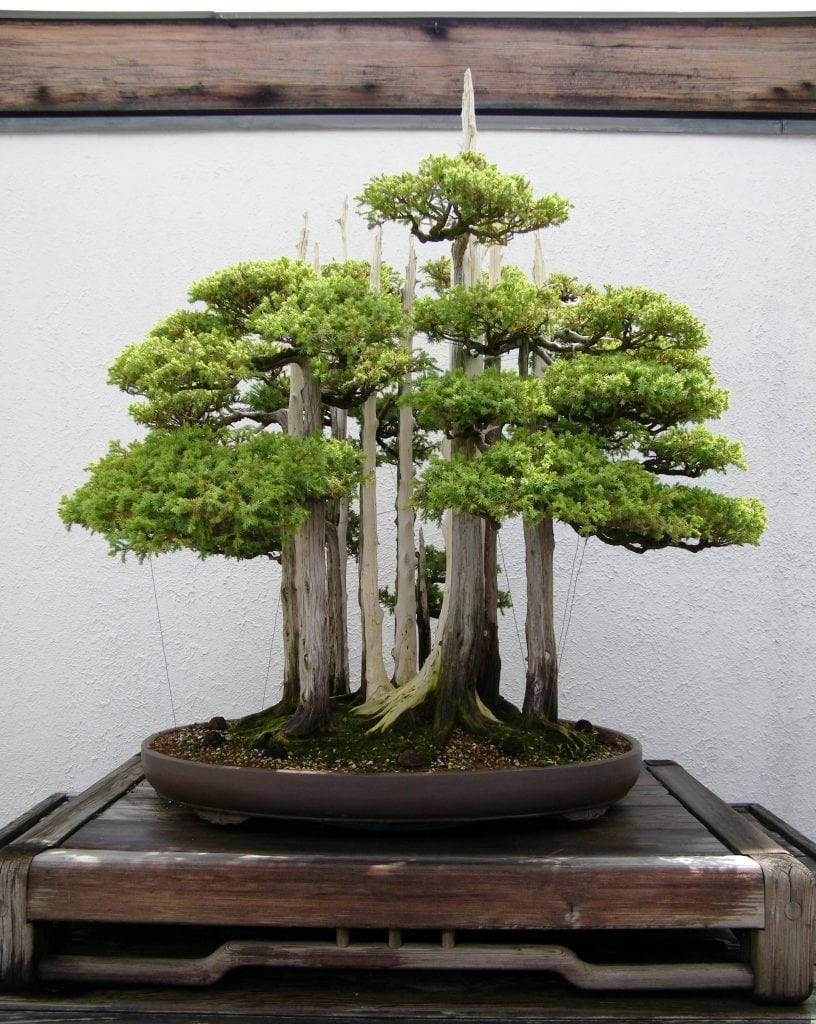 Một trong những cây bonsai phổ biến nhất vẫn còn tồn tại cho đến ngày nay là cây Goshin do John Y. Naka tạo ra. The Goshin được tạo ra từ cây bách xù nổi tiếng vào năm 1948.