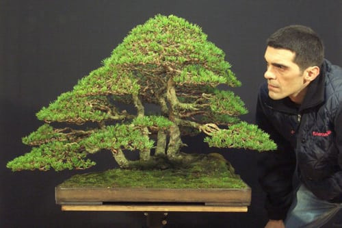 Pinus Silvestris là một loài cây bonsai nổi tiếng với vẻ những tán lá xanh thẫm tươi tốt trông dày đặc như một đám mây lơ lửng trên bầu trời.