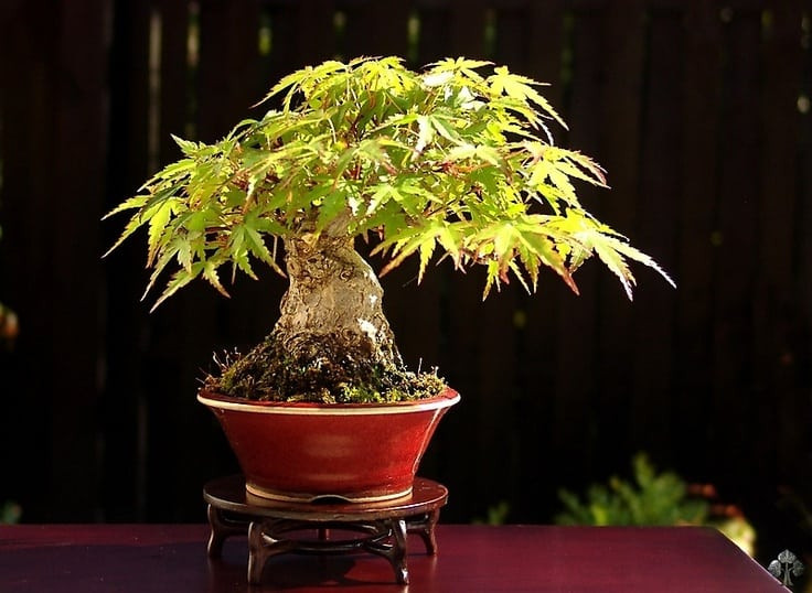 Cây bonsai Shohin khoảng 20 năm tuổi, được kỳ công tạo dáng trong 10 năm. Cây ra hoa đẹp trong mùa hè và có khả năng thay đổi theo mùa.