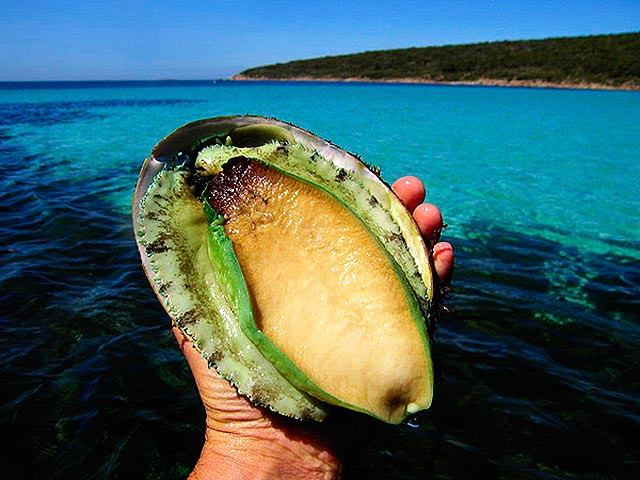 Không chỉ săn tôm hùm Mỹ hay cua hoàng đế Alaska...nhiều người Việt giàu có sẵn sàng bỏ tiền triệu để thưởng thức các loại bào ngư nhập khẩu. Bào ngư Úc viền xanh là một trong số đó. Ảnh: Cungcaphaisan.