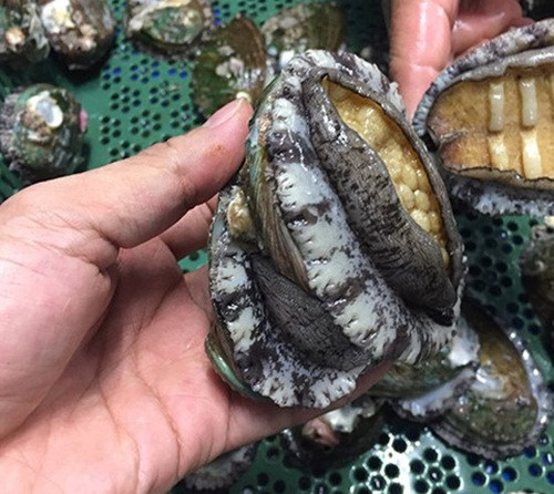 Cùng với bào ngư Úc, bào ngư Hàn Quốc cũng được người Việt ưa chuộng. Ảnh: Zing.