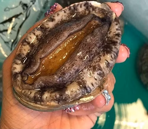 Mỗi kg bào ngư Hàn Quốc chỉ từ vài đến chục con nhưng có giá từ 1,1 - 2 triệu đồng. Ảnh: Haisandogia.