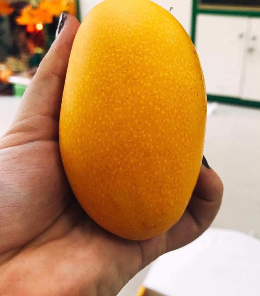 Theo một số người bán, xoài vàng mini của Đài Loan có kích thước khá nhỏ. Mỗi trái chỉ nặng khoảng 150 - 300 gram. Ảnh: FB Kylie Vu.
