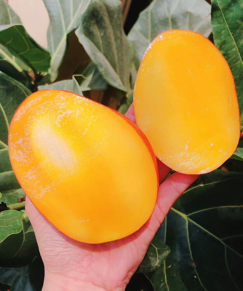 Ra hoa từ cuối tháng 12 đến đầu tháng 2, quả xoài mini Đài Loan chín vào giữa tháng 5 và tháng 7. Ảnh: FB Huyên Hoang.