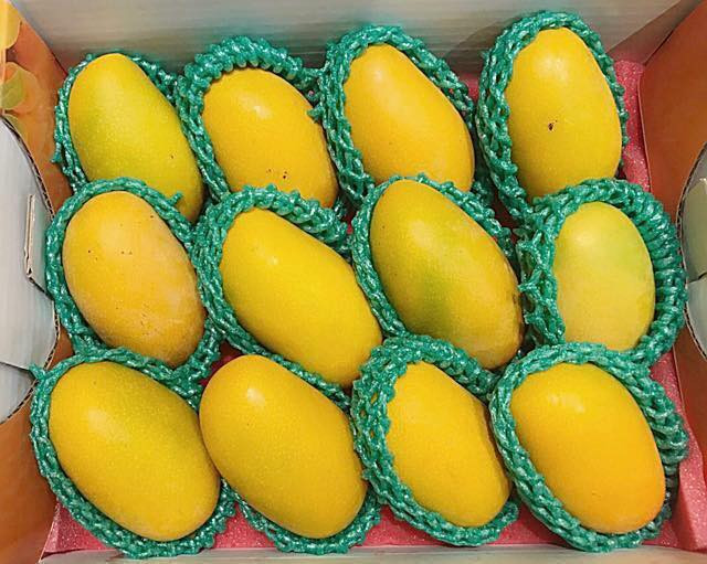 Chị Hoài Thu (Bắc Từ Liêm, Hà Nội) cho biết vừa đặt mua 2kg xoài mini Đài Loan nhưng nhân viên cửa hàng báo phải đợi ít nhất 1 tuần mới có. Ảnh: FB Hoa Nguyen.