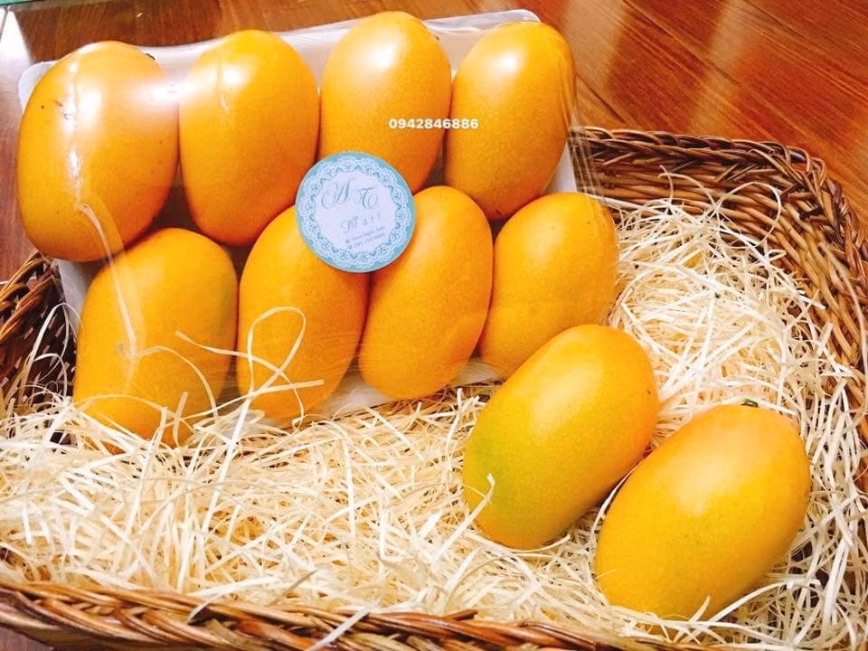 Hình dáng quả xoài chỉ nhỉnh hơn quả trứng một chút nhưng mùi thơm nức. Ảnh: FB Khuc Ngoc Anh.