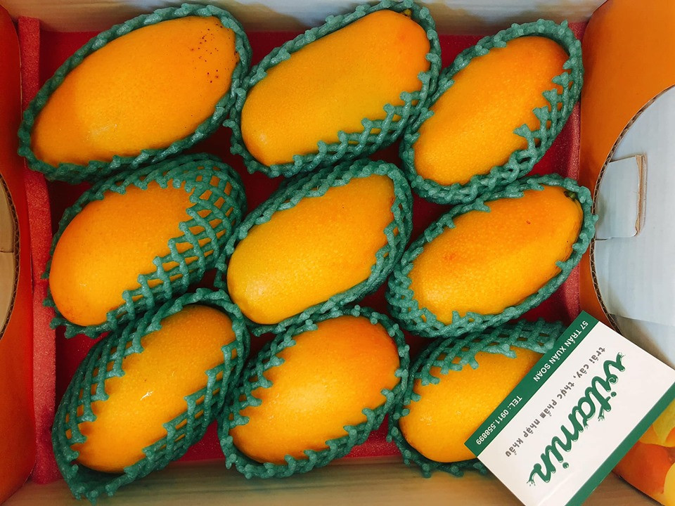 Bên cạnh các giống xoài trong nước, gần đây trên thị trường còn xuất hiện loại xoài mini Đài Loan có mức giá từ 850.000 - 950.000 đồng/kg. Ảnh: FB Kylie Vu.