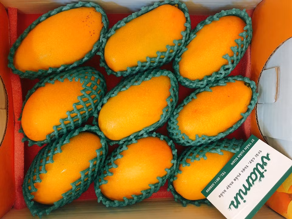 Bên cạnh các giống xoài trong nước, gần đây trên thị trường còn xuất hiện loại xoài mini Đài Loan có mức giá từ 850.000 - 950.000 đồng/kg. Ảnh: FB Kylie Vu.