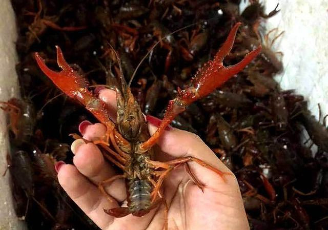  Tôm hùm đất có 2 càng đỏ, thân màu đất, vẫn còn sống, mua về có thể thả nhốt ở bể một tuần mà không chết. Ảnh: Tiền phong.