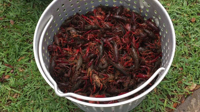 Bộ Nông nghiệp cho biết, tôm càng đỏ không có tên trong danh mục loài thuỷ sản được phép kinh doanh tại Việt Nam và được xác định là sinh vật ngoại lai xâm hại. Ảnh: VTV24.