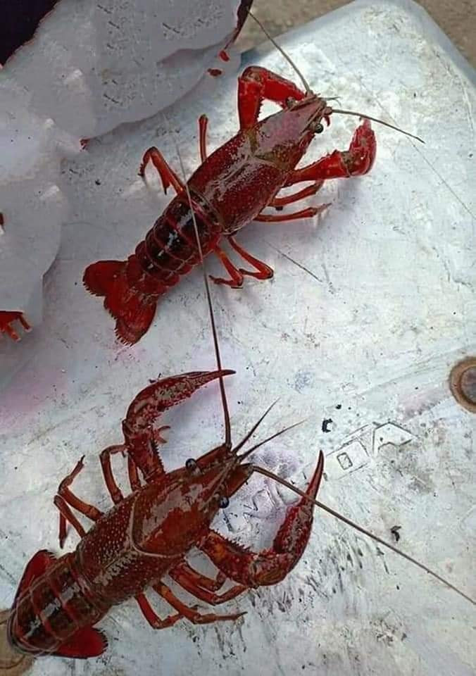 Cô Linh (Cầu Giấy, Hà Nội) chia sẻ đã từng nhiều lần mua tôm càng đỏ về ăn nhưng đợt này không dám mua. Các chị em trong khu của cô Linh cũng tẩy chay loại tôm này. Ảnh: Facebook.