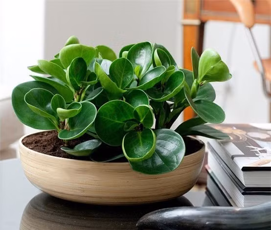 4 loai cay phong thuy “moi goi” than Tai, dat o dau la tien ve o day