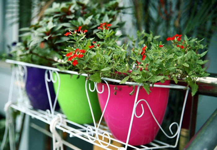 Giọng ca ngọt ngào trồng rất nhiều loại hoa đa sắc màu. Ảnh: Emdep.