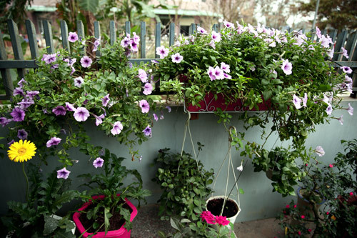 Hai bên bức tường được trang trí bằng những giàn hoa rủ xinh tươi. Ảnh: Khám phá.