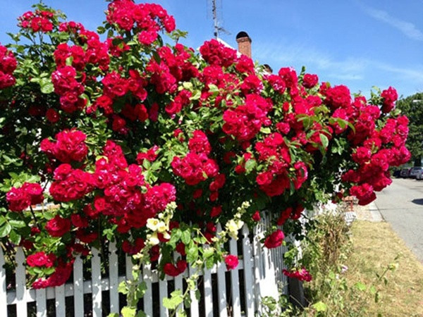 Những loài hoa xứ lạnh đua nhau nở. Ảnh: Emdep.