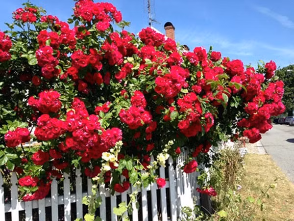 Những loài hoa xứ lạnh đua nhau nở. Ảnh: Emdep.