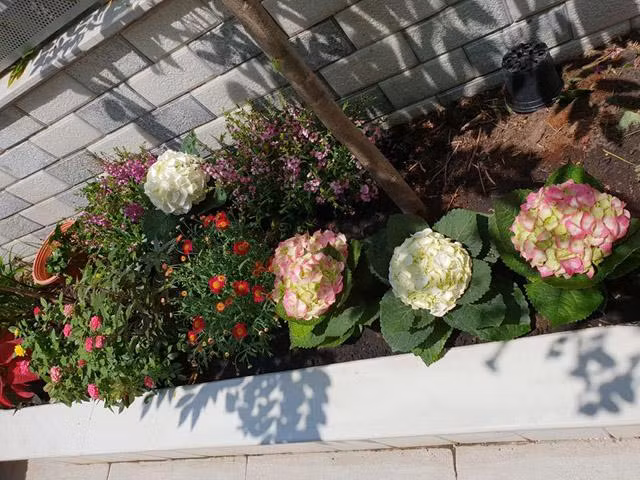 Nhiều loại hoa khoe sắc trong vườn nhà. Ảnh: Nld.