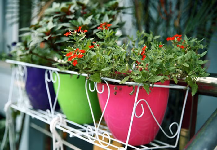 Giọng ca ngọt ngào trồng rất nhiều loại hoa đa sắc màu. Ảnh: Emdep.