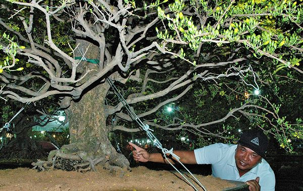 Sung so truoc nhung cay mai tien ty tai cho hoa dem-Hinh-2