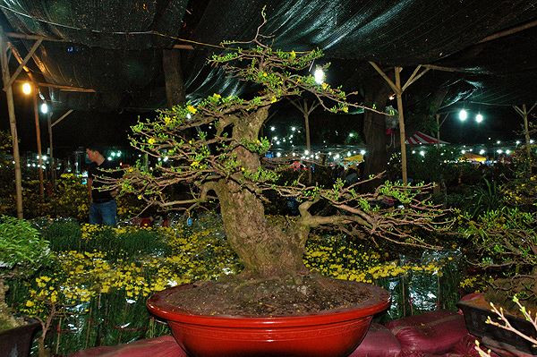 Sung so truoc nhung cay mai tien ty tai cho hoa dem-Hinh-4