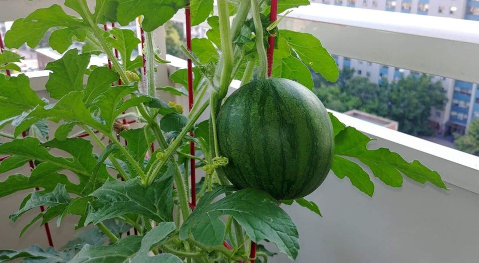 Dưa hấu do chị tay ươm mầm từ hạt cho trái lớn.