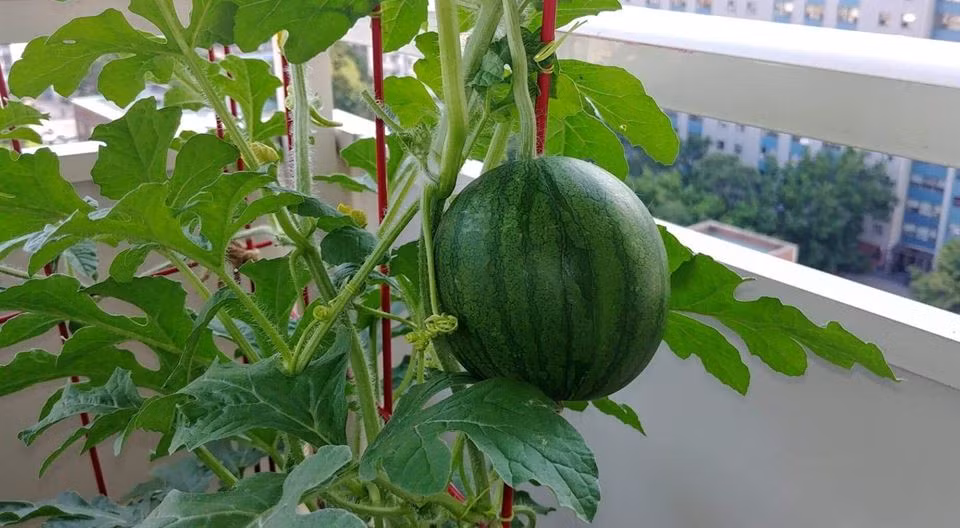 Dưa hấu do chị tay ươm mầm từ hạt cho trái lớn.