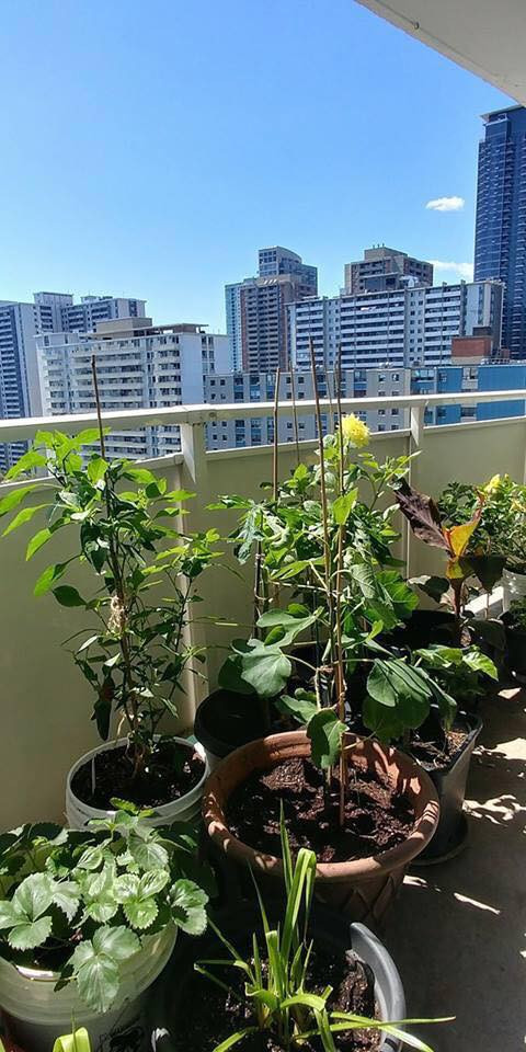 Chị cho biết gia đình rất ít khi phải mua trái cây hay rau xanh ngoài chợ.