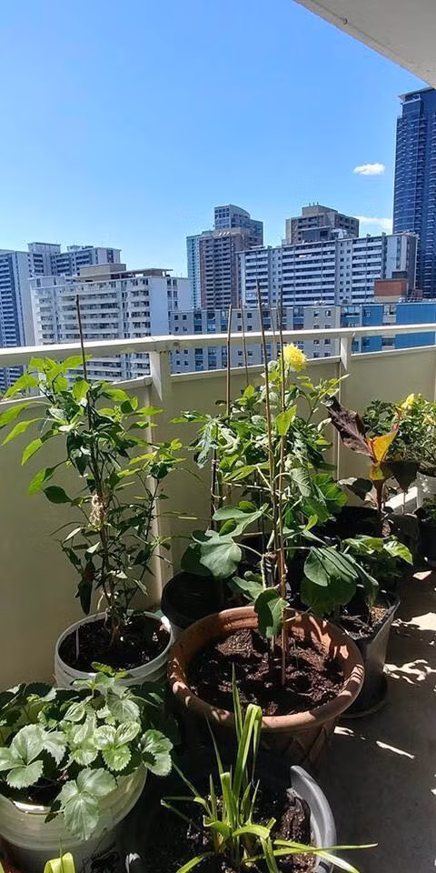 Chị cho biết gia đình rất ít khi phải mua trái cây hay rau xanh ngoài chợ.