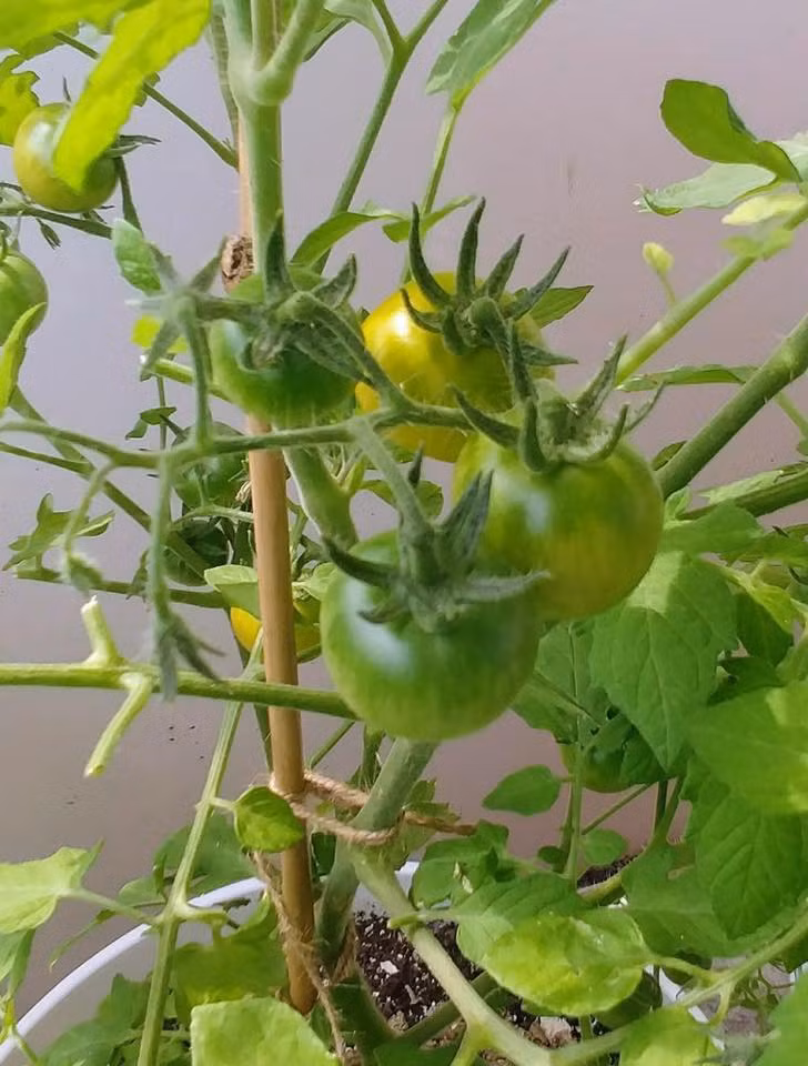 Cà chua trồng trong chậu nhưng rất sai quả.