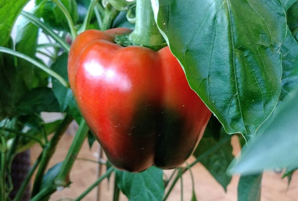 Tất cả đều có sẵn trong khu vườn nhỏ trên ban công.