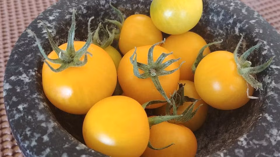 Chị Priyanka cho biết phải tự tay thụ phấn và chăm sóc khá kỳ công cho giống cà chua vàng lạ mắt này.