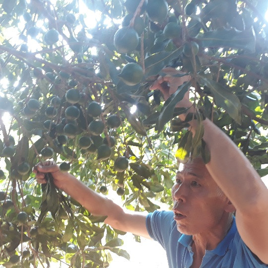 Nong dan thanh dai gia nho loai cay ra qua sai nhu sung, an vai hat khoe ca nguoi-Hinh-2