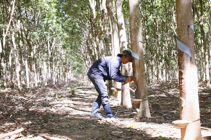 Tuy nhiên, việc giá cao su sụt giảm đã ảnh hưởng không nhỏ đến tình hình kinh doanh của Hoàng Anh Gia Lai. 6 tháng đầu năm 2018, doanh thu bán mủ cao su giảm từ 89% so với cùng kỳ xuống 16,3 tỷ đồng. Ảnh: Haagrico.