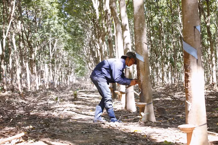 Tuy nhiên, việc giá cao su sụt giảm đã ảnh hưởng không nhỏ đến tình hình kinh doanh của Hoàng Anh Gia Lai. 6 tháng đầu năm 2018, doanh thu bán mủ cao su giảm từ 89% so với cùng kỳ xuống 16,3 tỷ đồng. Ảnh: Haagrico.