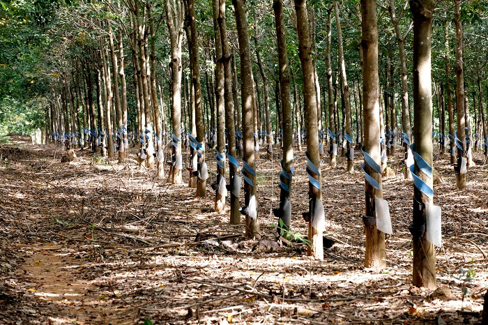 Ông Đoàn Nguyên Đức bắt đầu đầu tư cây cao su ở Attapeu (Lào) từ năm 2008 với tổng diện tích khoảng 40.000 hecta. Ảnh: Haagrico.