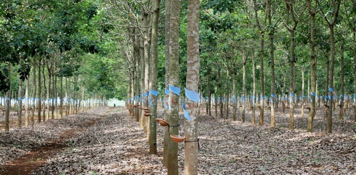 10 năm qua, số vốn Hoàng Anh Gia Lai của bầu Đức đổ vào cao su rất lớn. Ước tính, chi phí đầu tư cho 1ha cao su là 5.000 USD. Ảnh: Người đưa tin.