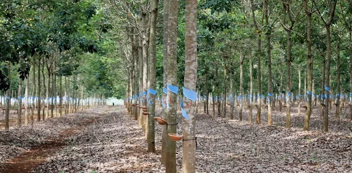 10 năm qua, số vốn Hoàng Anh Gia Lai của bầu Đức đổ vào cao su rất lớn. Ước tính, chi phí đầu tư cho 1ha cao su là 5.000 USD. Ảnh: Người đưa tin.